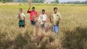 Farmers standing in a sprawling rice field
