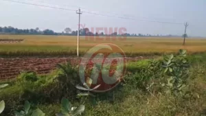 Open field with electricity poles and greenery