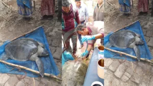 People treating large turtle with care.