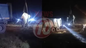 Elephant lifted by crane at night near trucks.