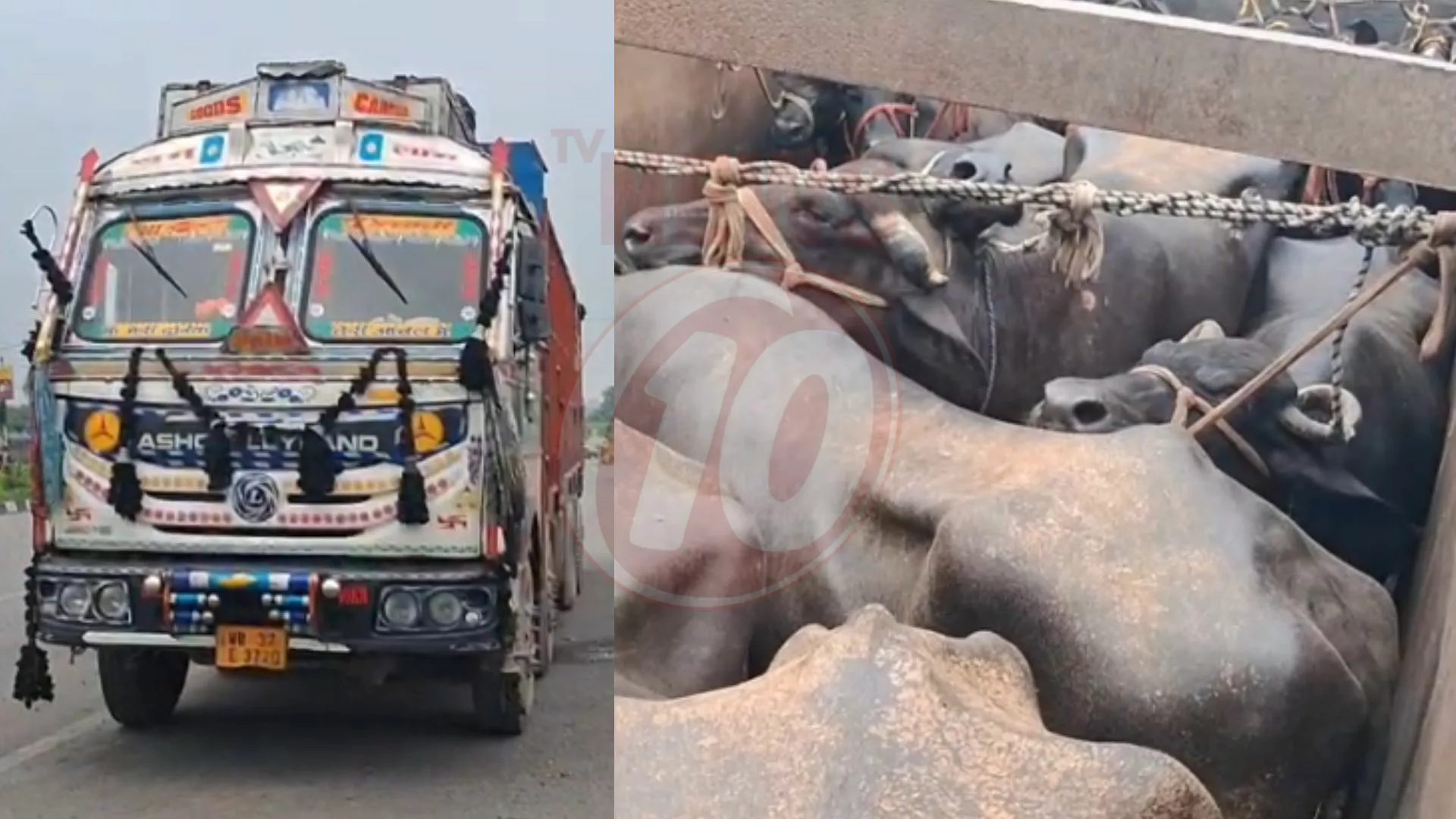 গরু-মহিষ বোঝাই লরি আটক !