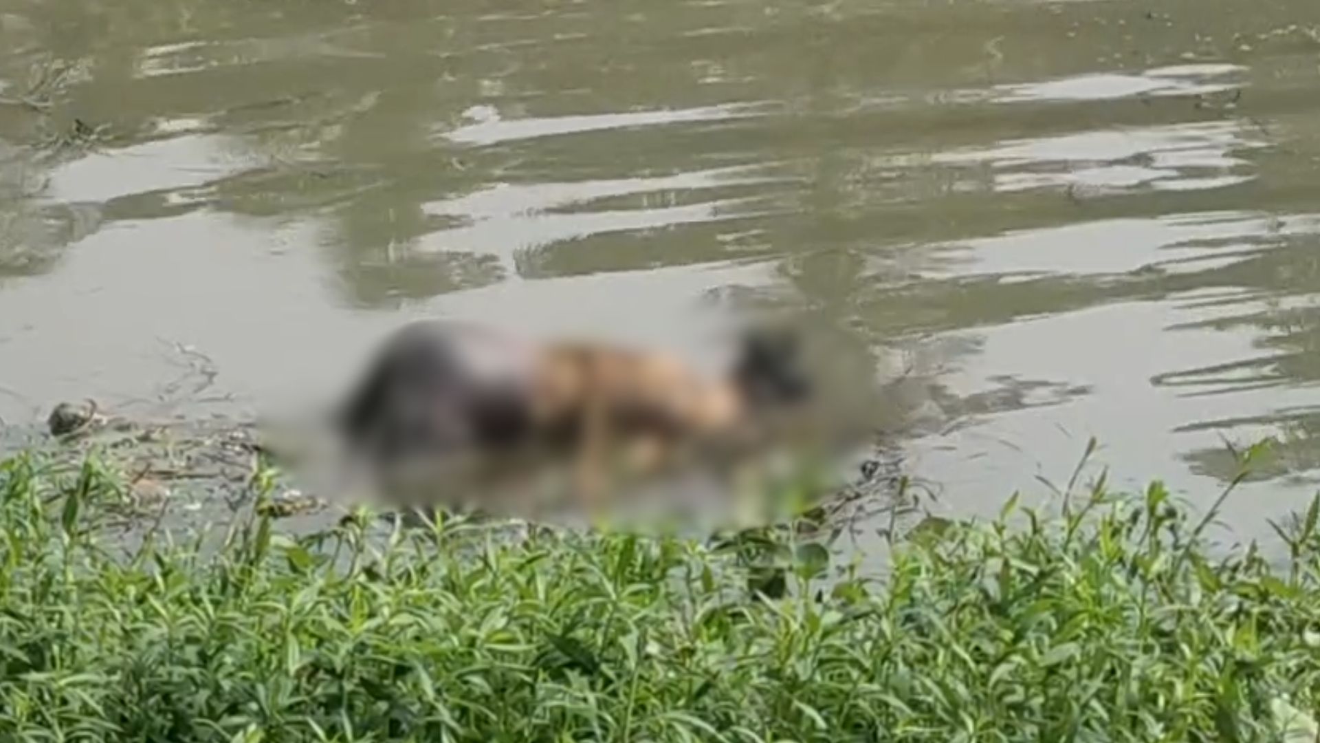 দুর্গাপুরে DVC ক্যানালে মহিলার দেহ !